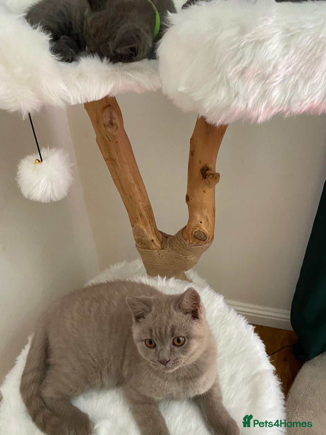 British Shorthair cats for sale: British Shorthair kittens, GCCF Certificate  in Dundee - Image 21