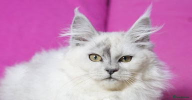 Maine Coon cats - Advert 10