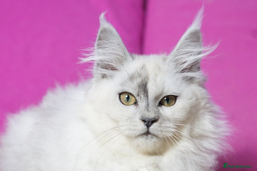 Maine Coon cats for sale: Maine coon baby girl - Image 2
