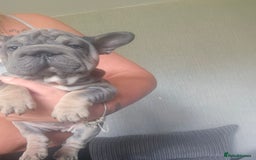 French Bulldog dogs for sale:  Beautiful french bulldog puppies for sale - Image 26
