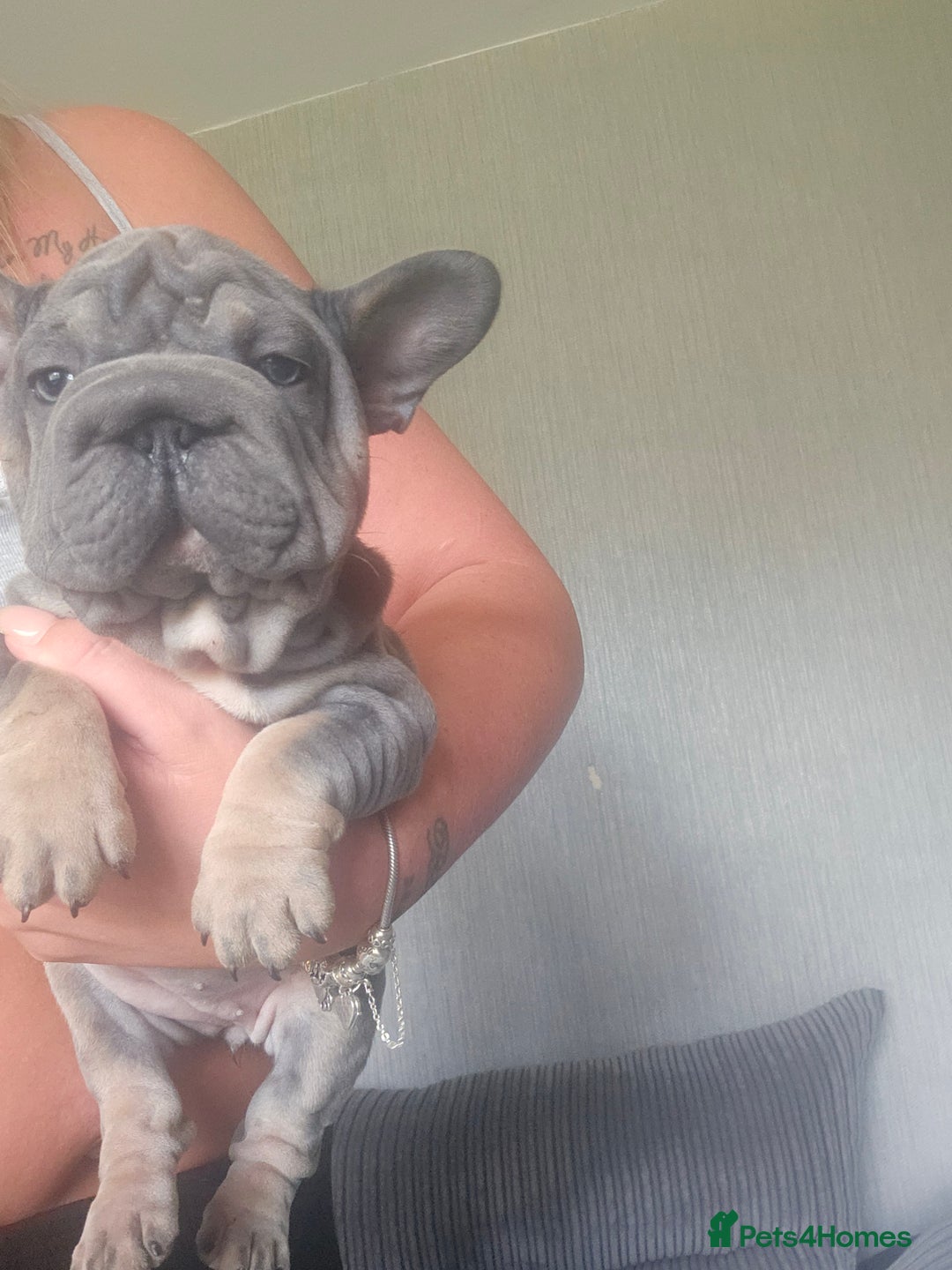 French Bulldog dogs for sale:  Beautiful french bulldog puppies for sale - Image 26