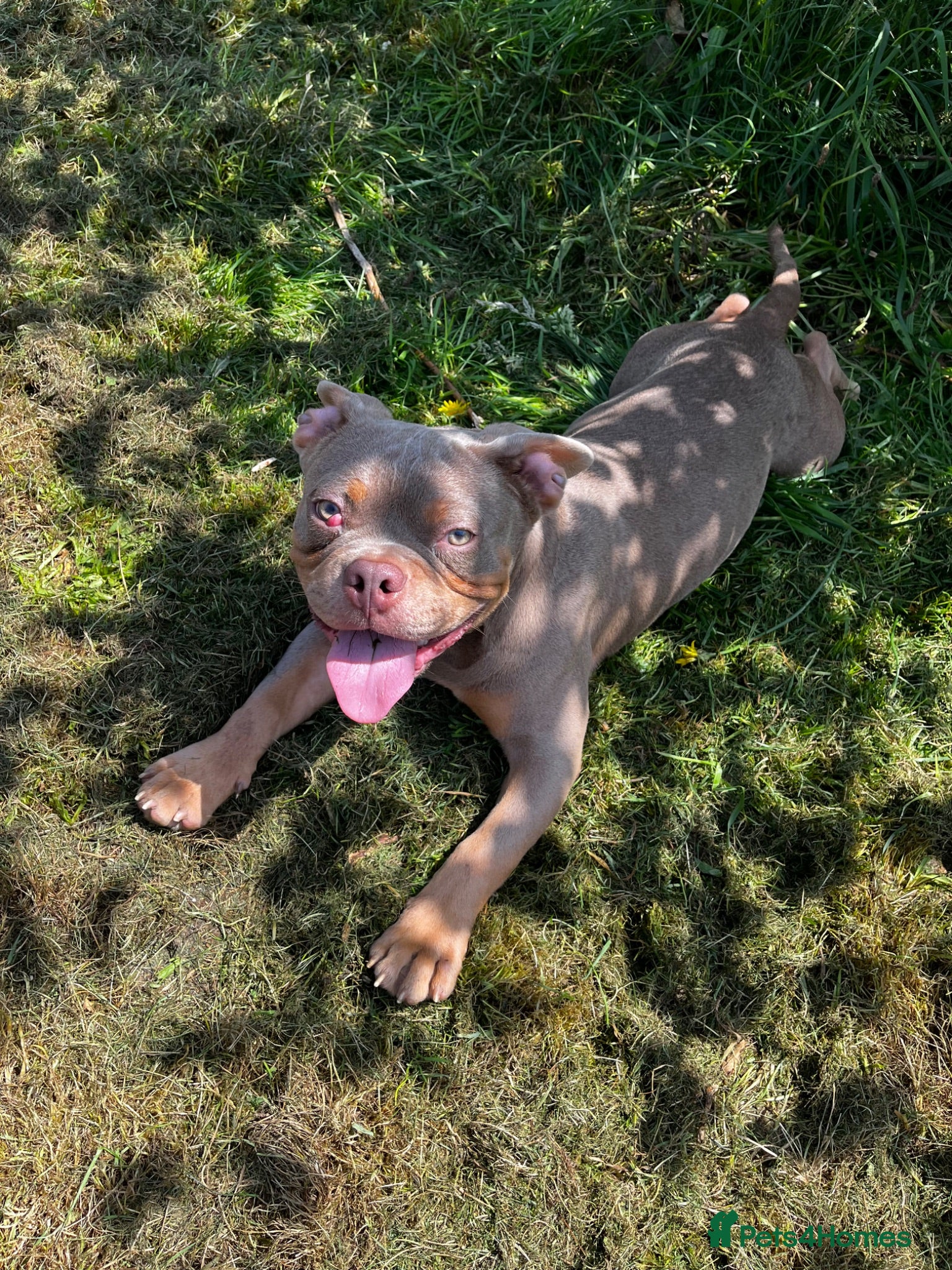 Mixed Breed dogs Adorable Frenchie x Pocket Bully Pups  - Advert 1