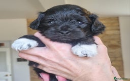 Maltipoo dogs for sale: Rare F2 Toy Maltipoos, DNA Clear + Basic Training - Image 18