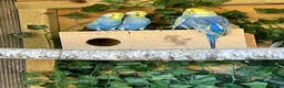 Budgerigars birds for sale: Adult violet rainbow budgies  - Advert 4