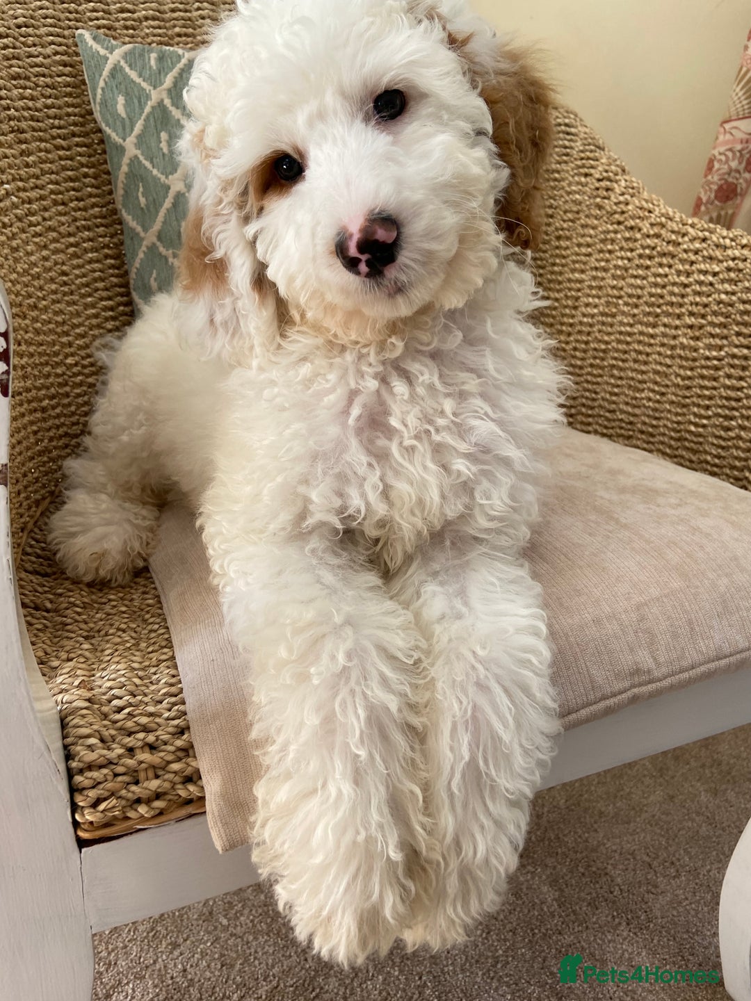 Double Doodle dogs for sale: Gorgeous Australian Double Doodle Pups - Image 14