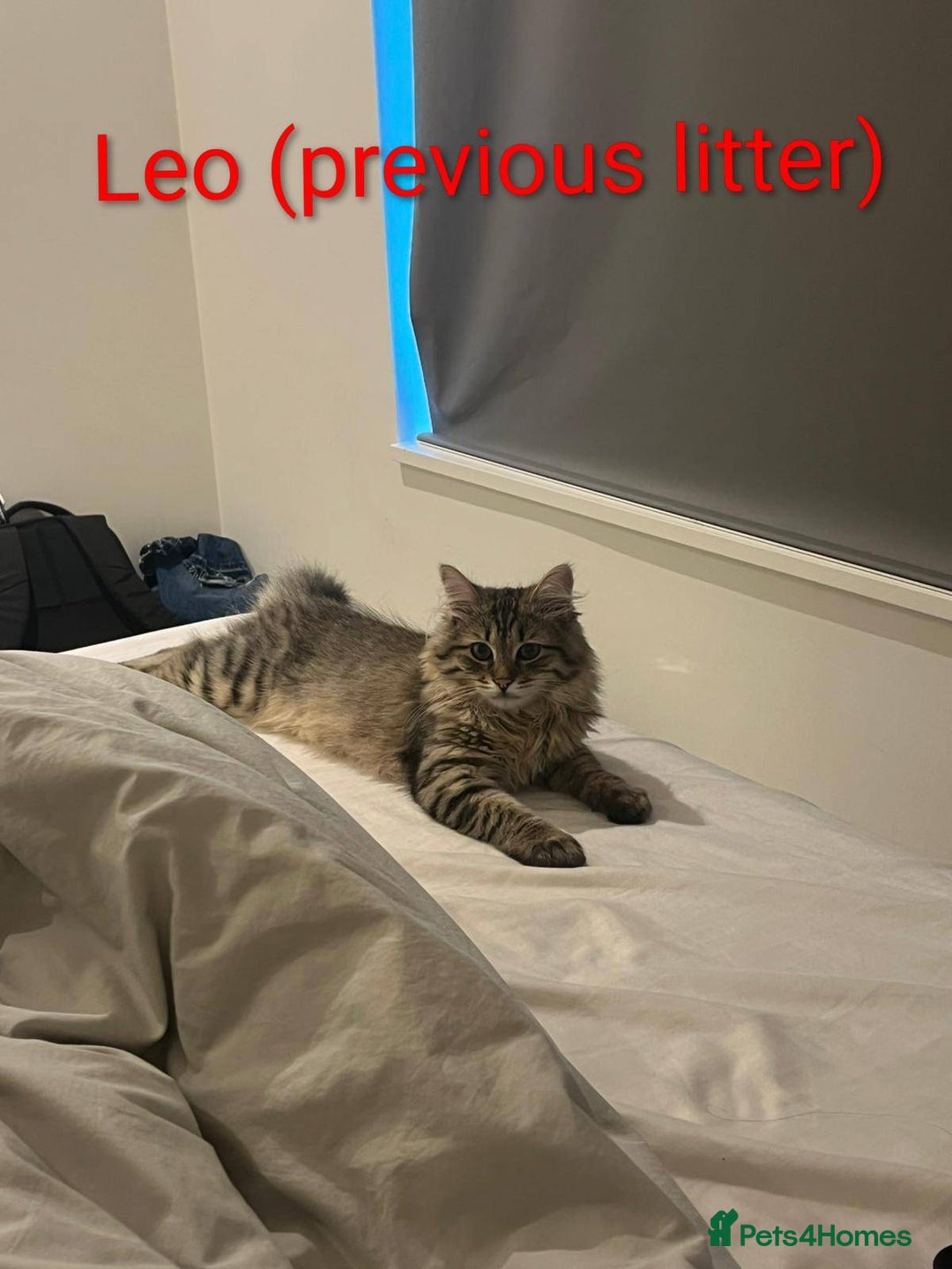 Siberian cats for sale: Purebred Siberian Kittens - GREAT for ALLERGY - Advert 3