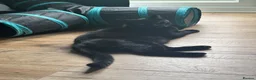 Domestic Shorthair cats for adoption: Daisy & Scarlett - Adopt Cats in Crisis East Ldn - Advert 2