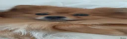 Pomeranian dogs for sale: Pomeranian Boy 🩶 - Advert 9