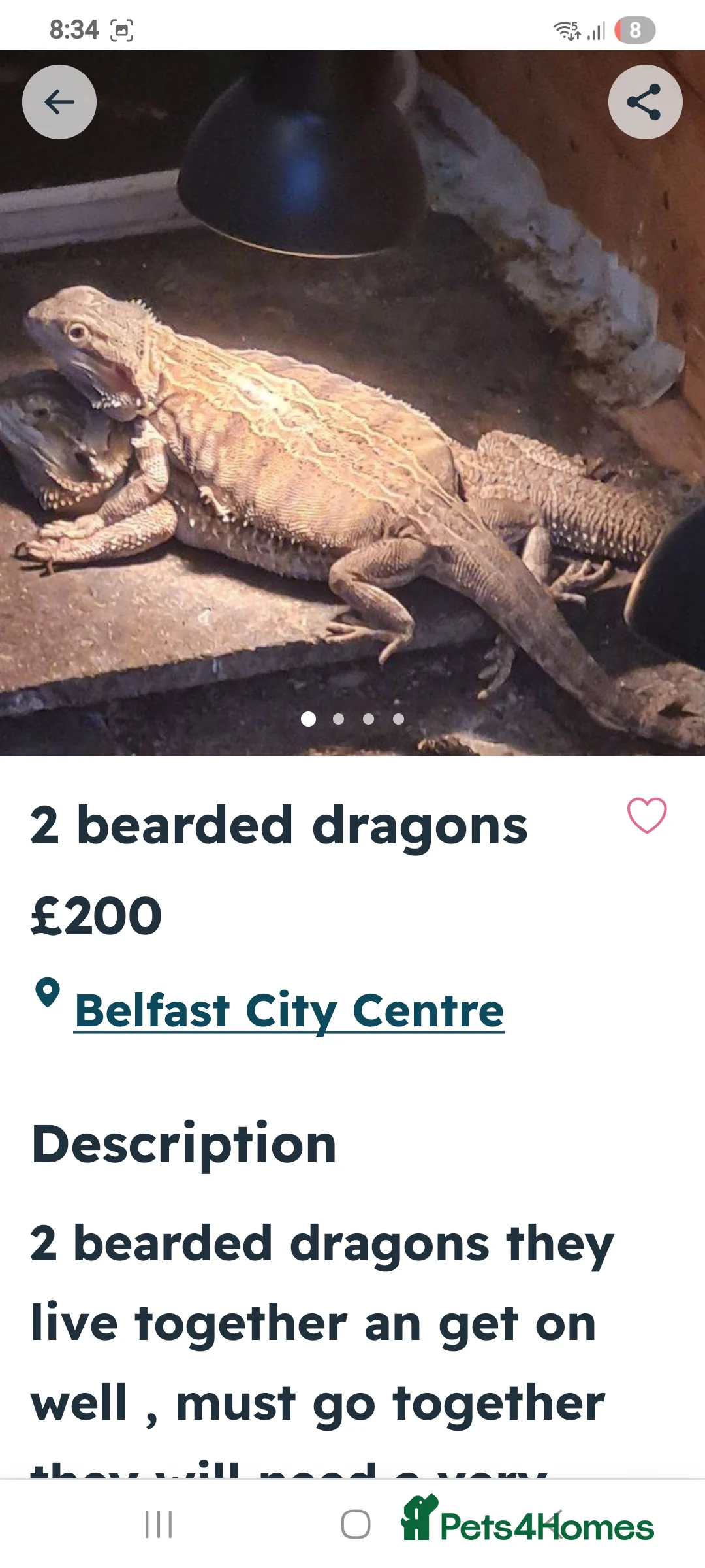 Bearded Dragon reptiles for sale: 2 bearded dragons  - Advert 1
