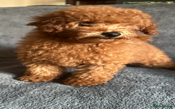 Poochon dogs for sale: Gorgeous Red Toy Poochon Pups fully health tested - Image 8