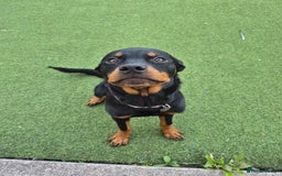 Rottweiler dogs for sale: Rottweiler puppy female  - Image 1