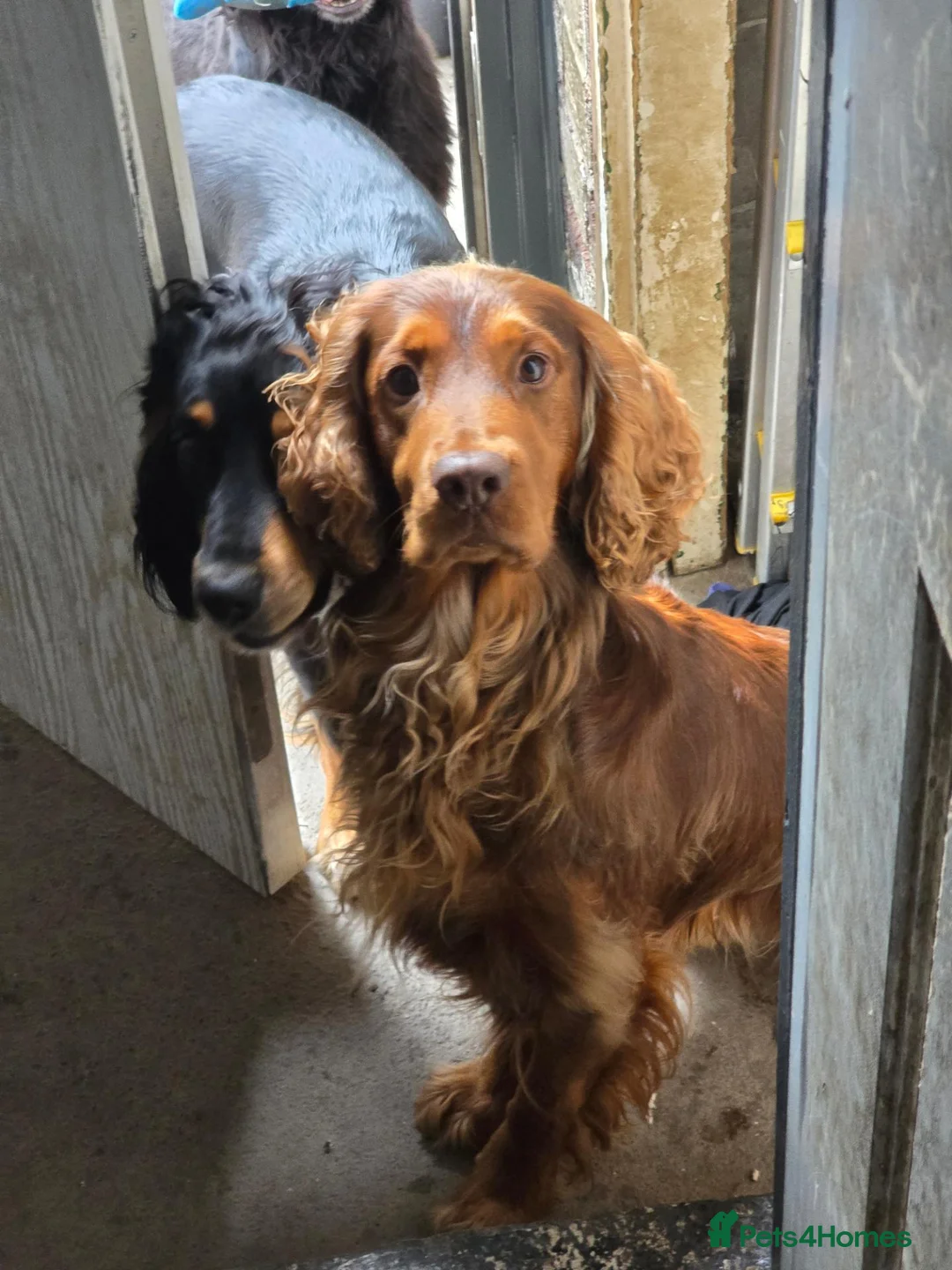 Cocker Spaniel dogs for sale: Working cocker spaniel  in Sheffield - Advert 5