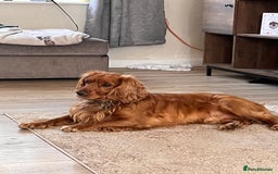 Sprocker dogs for sale: Male sprocker spaniel ‘woody’ needs forever home - Image 1