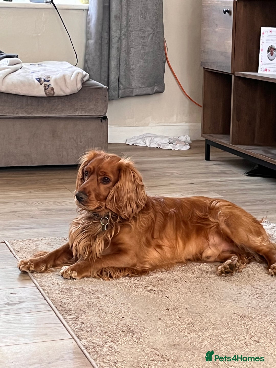 Sprocker dogs for sale: Male sprocker spaniel ‘woody’ needs forever home - Image 1