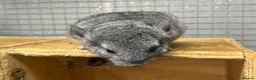 Chinchilla rodents for sale: 3 Male Chinchilla Kits - Advert 5