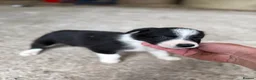 Welsh Collie dogs for sale: Adorable Mid Wales border collie puppies for sale - Advert 23