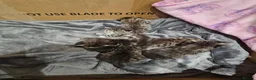 Bengal cats for sale: Bengal kitten's mix - Advert 16