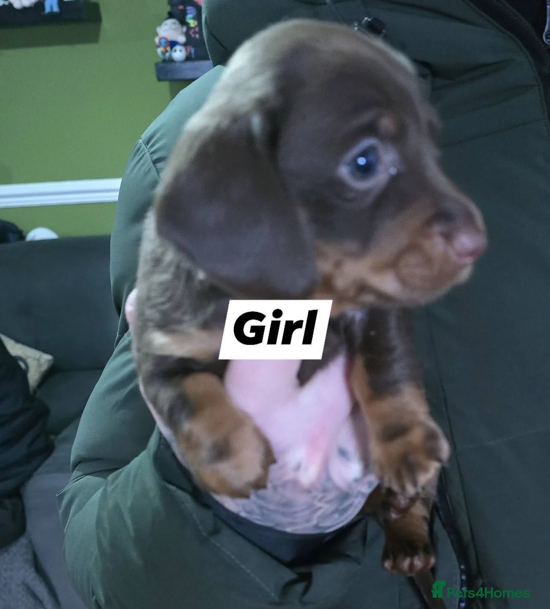 Dachshund dogs for sale: Dachshund puppies  - Advert 4