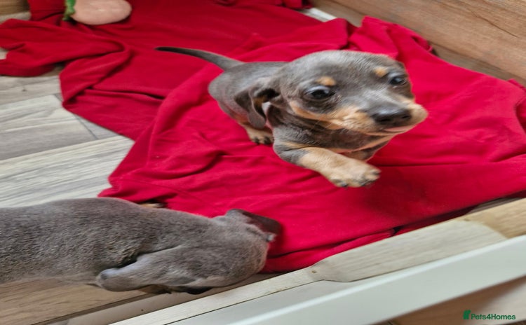 Miniature Dachshund dogs - Advert 10