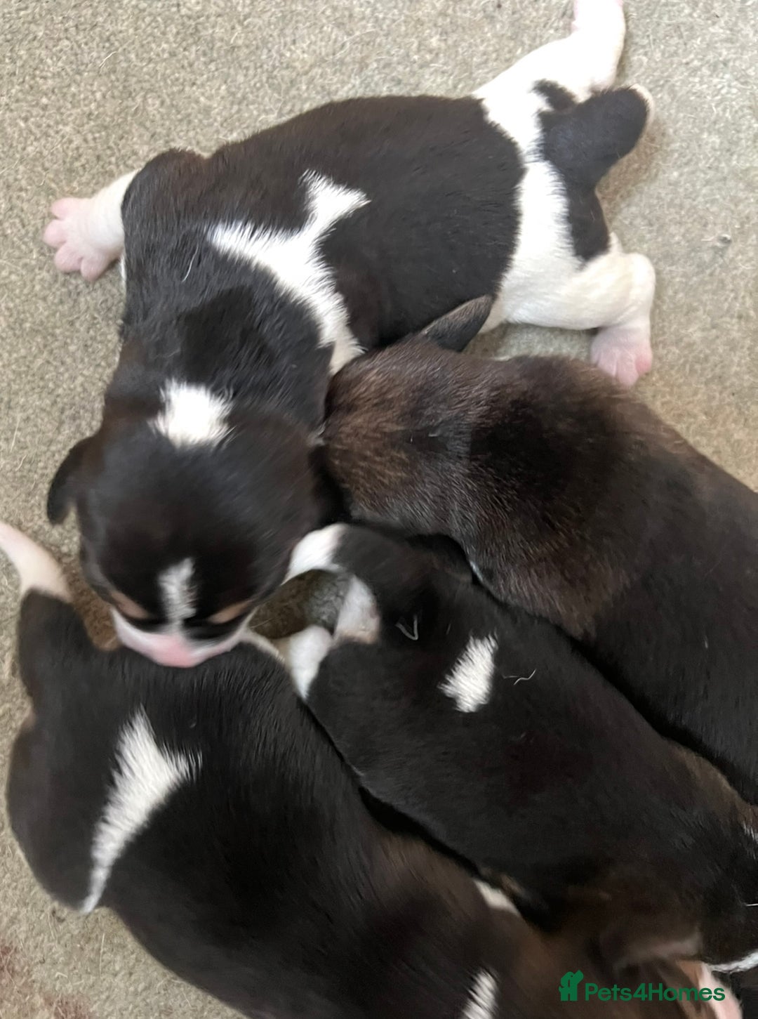 Beagle dogs for sale: KC reg,,, Charterwood//dyalyn  beagles - Image 14
