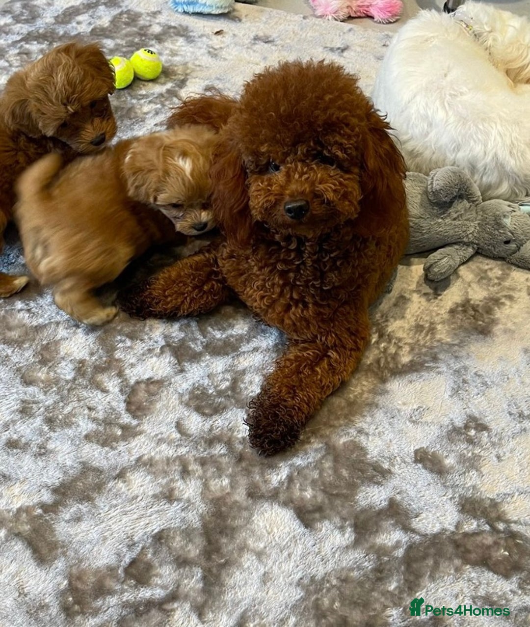Toy Poodle dogs for stud: Amazing deep dark red. Kc registered dna clear in Porth - Advert 1