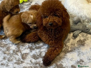 Toy Poodle dogs in Porth - Advert 25