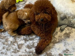 Toy Poodle dogs Amazing deep dark red. Kc registered dna clear in Porth - Advert 14