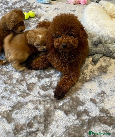 Toy Poodle dogs in Porth - Advert 1