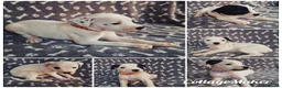 Staffordshire Bull Terrier dogs for sale: Staffordshire Bull Terrier puppy's for sale  - Advert 6