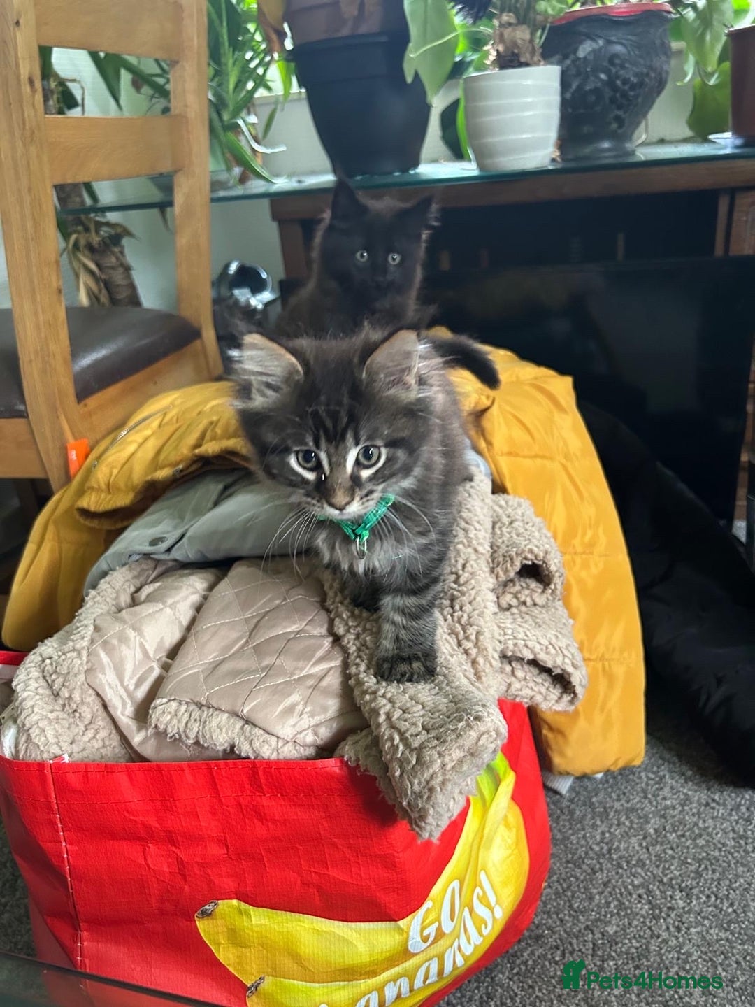 Maine Coon cats for sale: 🐾🐈‍⬛10 week old Maine coon kittens🐈‍⬛🐾 - Image 16