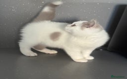 British Shorthair cats for sale: Lilac and white harlequin bsh boy  - Image 7