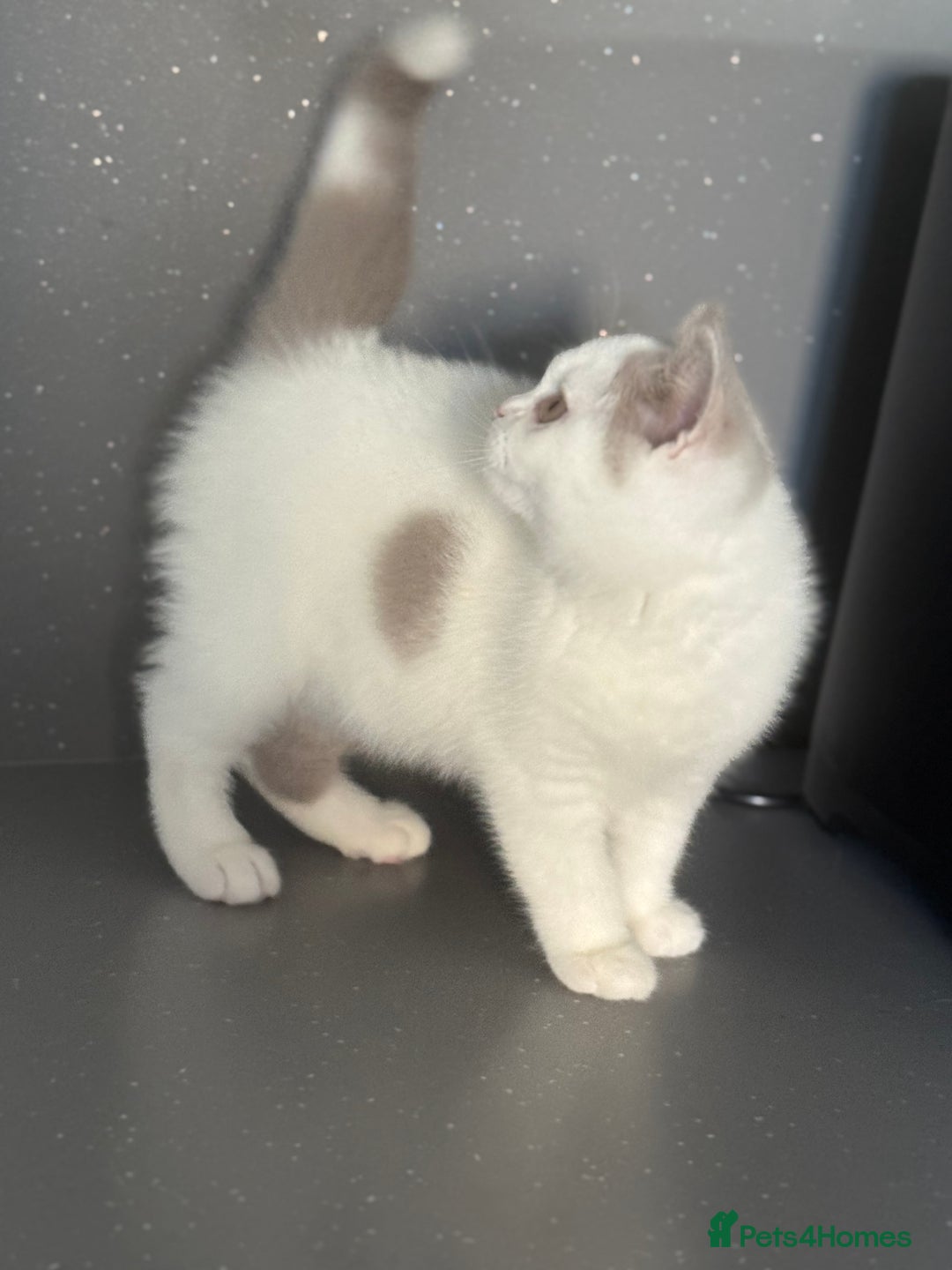 British Shorthair cats for sale: Lilac and white harlequin bsh boy  - Image 7