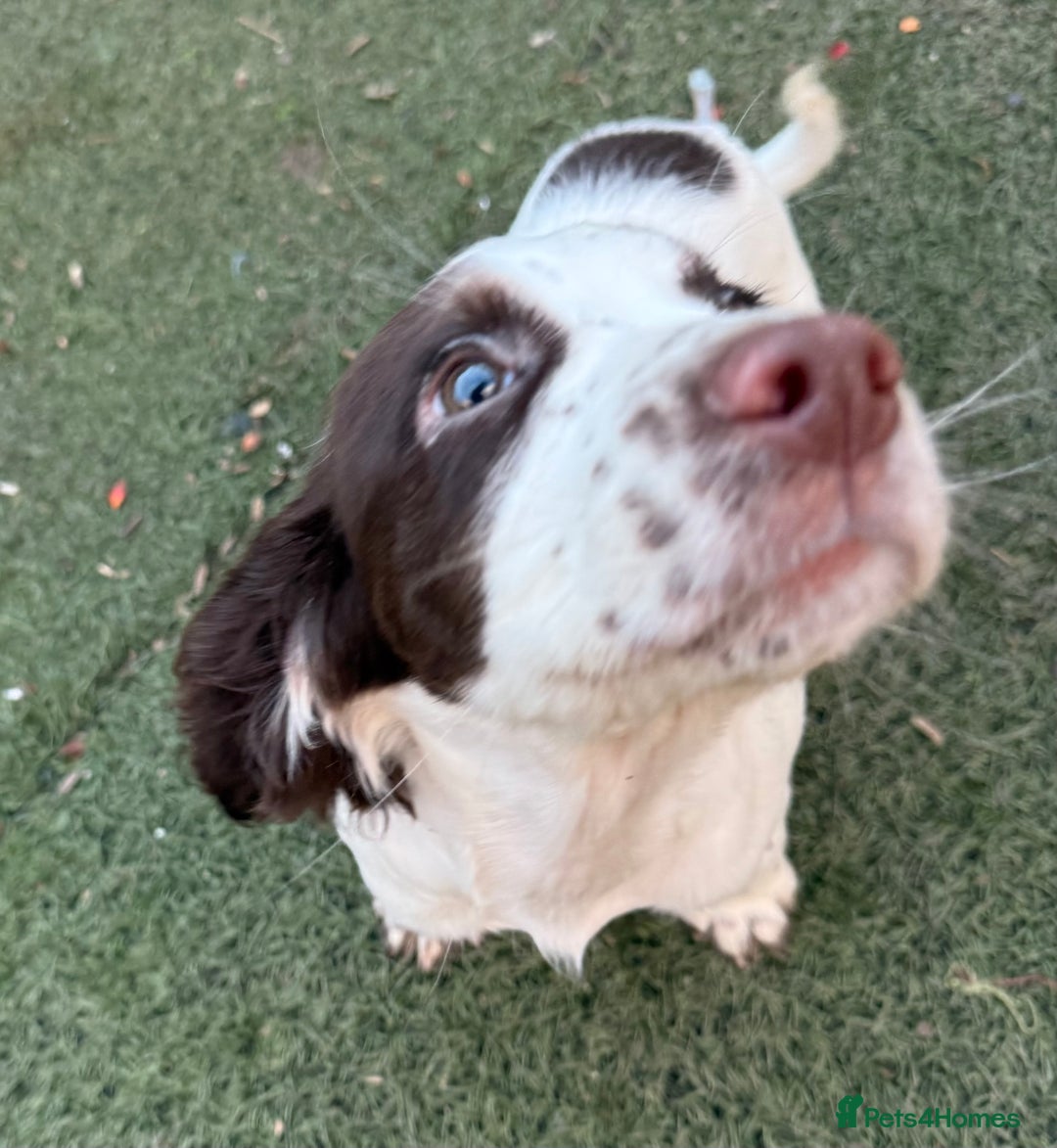 Cocker Spaniel dogs for sale: Extensively Health Tested KC Registered Puppy - Image 3