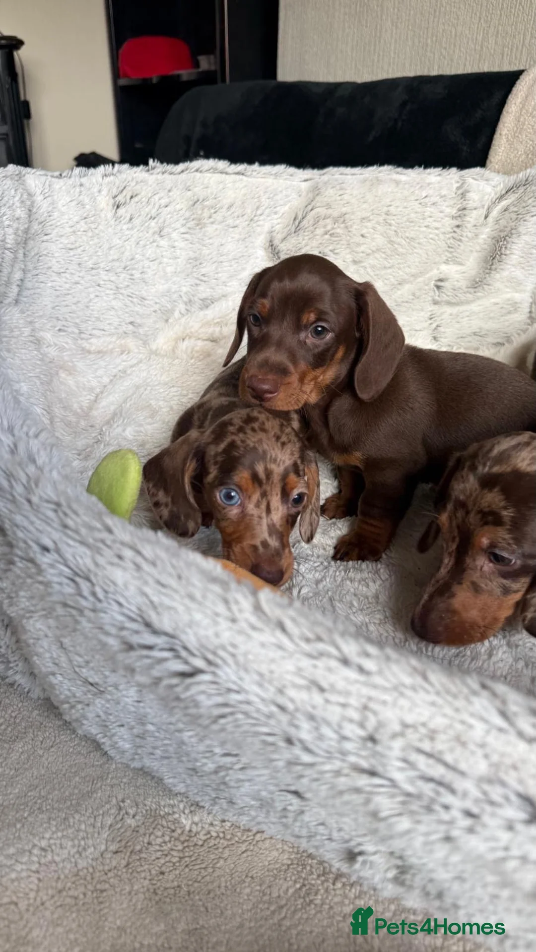 Dachshund dogs for sale: 3ADORABLE PUPPIES LOOKING FOR THEIR FOREVER HOMES! - Advert 6