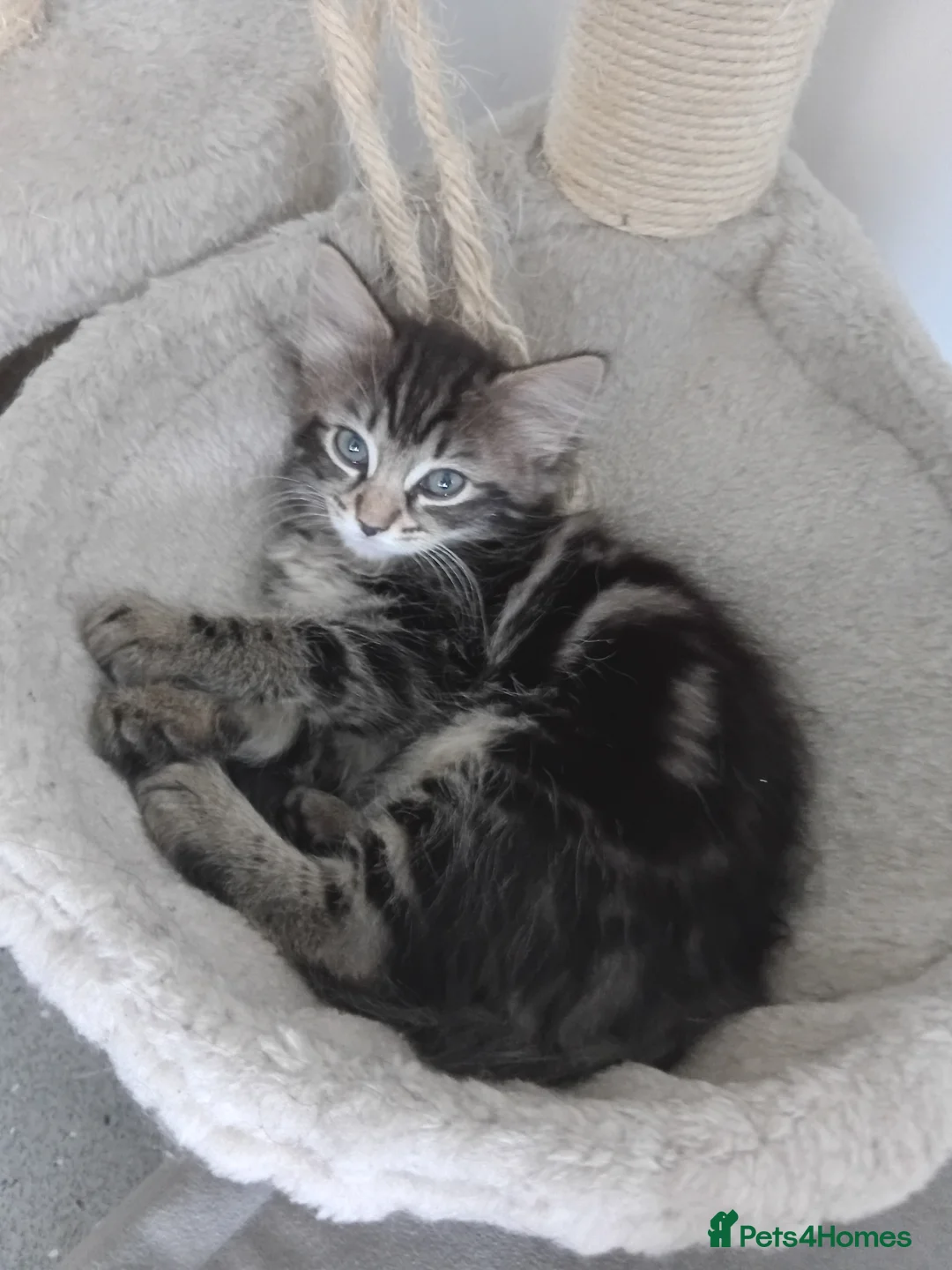 Mixed Breed cats for sale: Ms cat - Advert 3