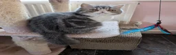 Exotic cats for sale: Beautiful Exotic Boy - Advert 1