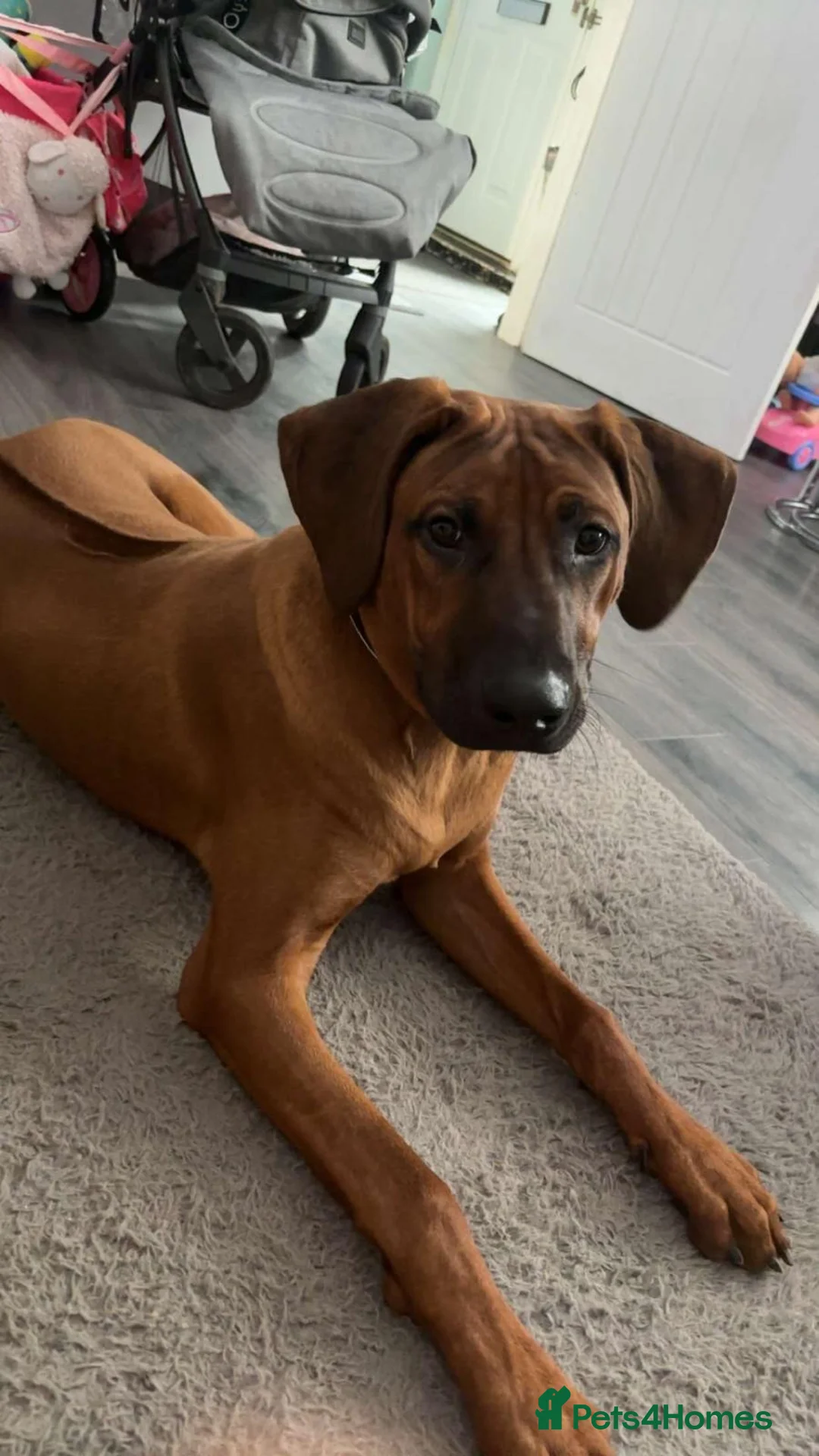 Rhodesian Ridgeback dogs for sale: Rhodesian Ridgeback Adult male  - Advert 7