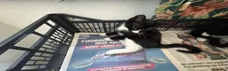 Domestic Shorthair cats for sale: Black and Tuxedo Kittens in London - Advert 6