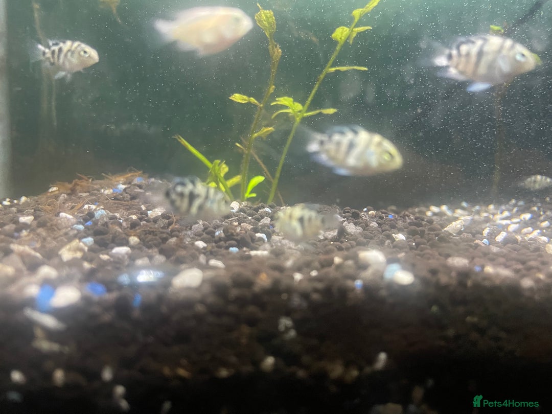 Other/Mixed Breed fish for sale: Polar ice parrots  - Image 5