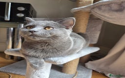 British Shorthair cats for sale: ☆ 6month male british shorthair kitten ☆ - Advert 13