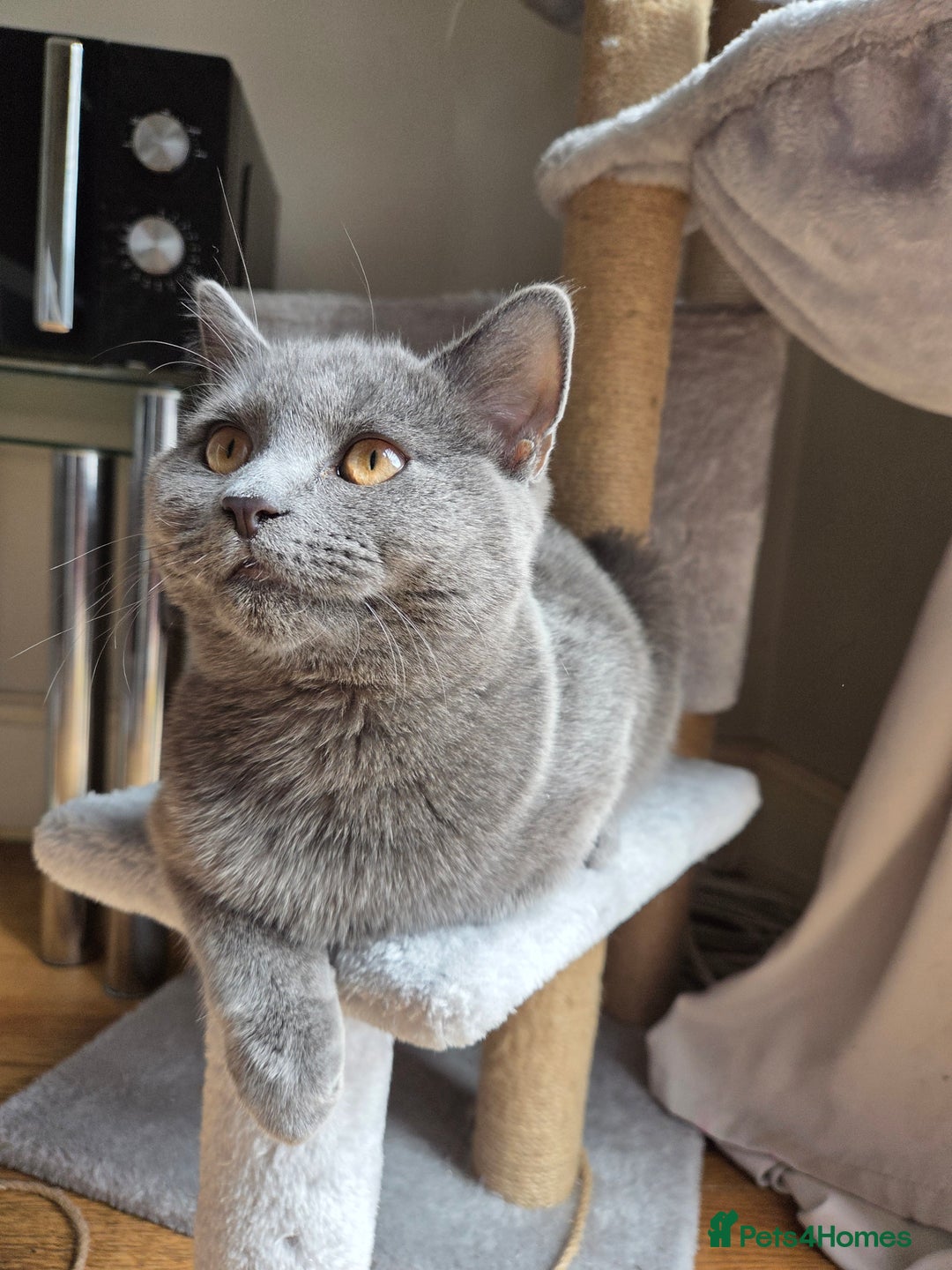 British Shorthair cats for sale: ☆ 6month male british shorthair kitten ☆ - Advert 13