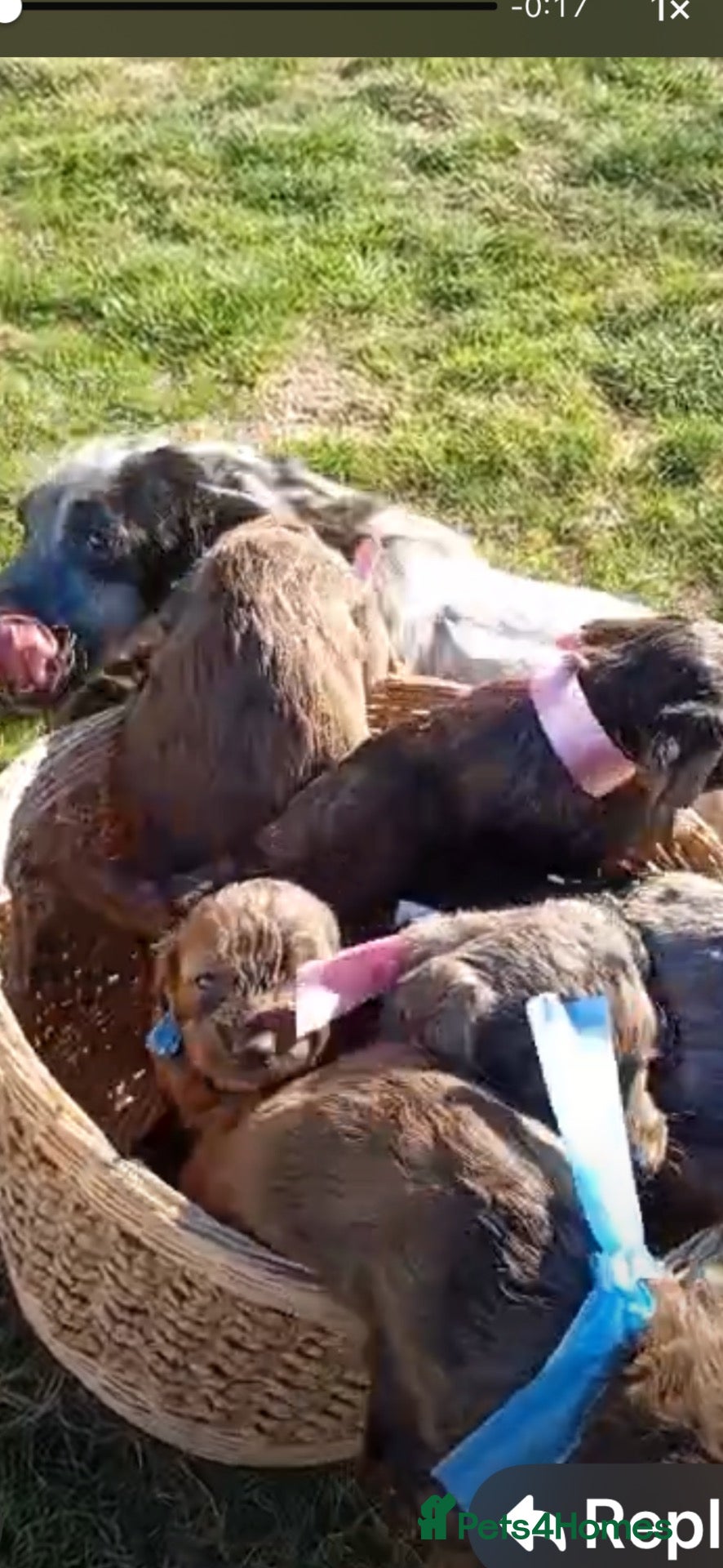 Cockapoo dogs 3 girls 4 boys  - Advert 12