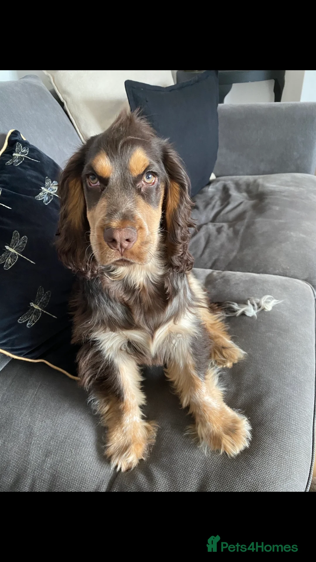 Cocker Spaniel dogs for stud: PROVEN Cocker Spaniel-Chocolate Sable DNA TESTED in Henlow - Advert 4