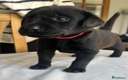 Labrador Retriever dogs for sale: Working/Active Pet - Image 13