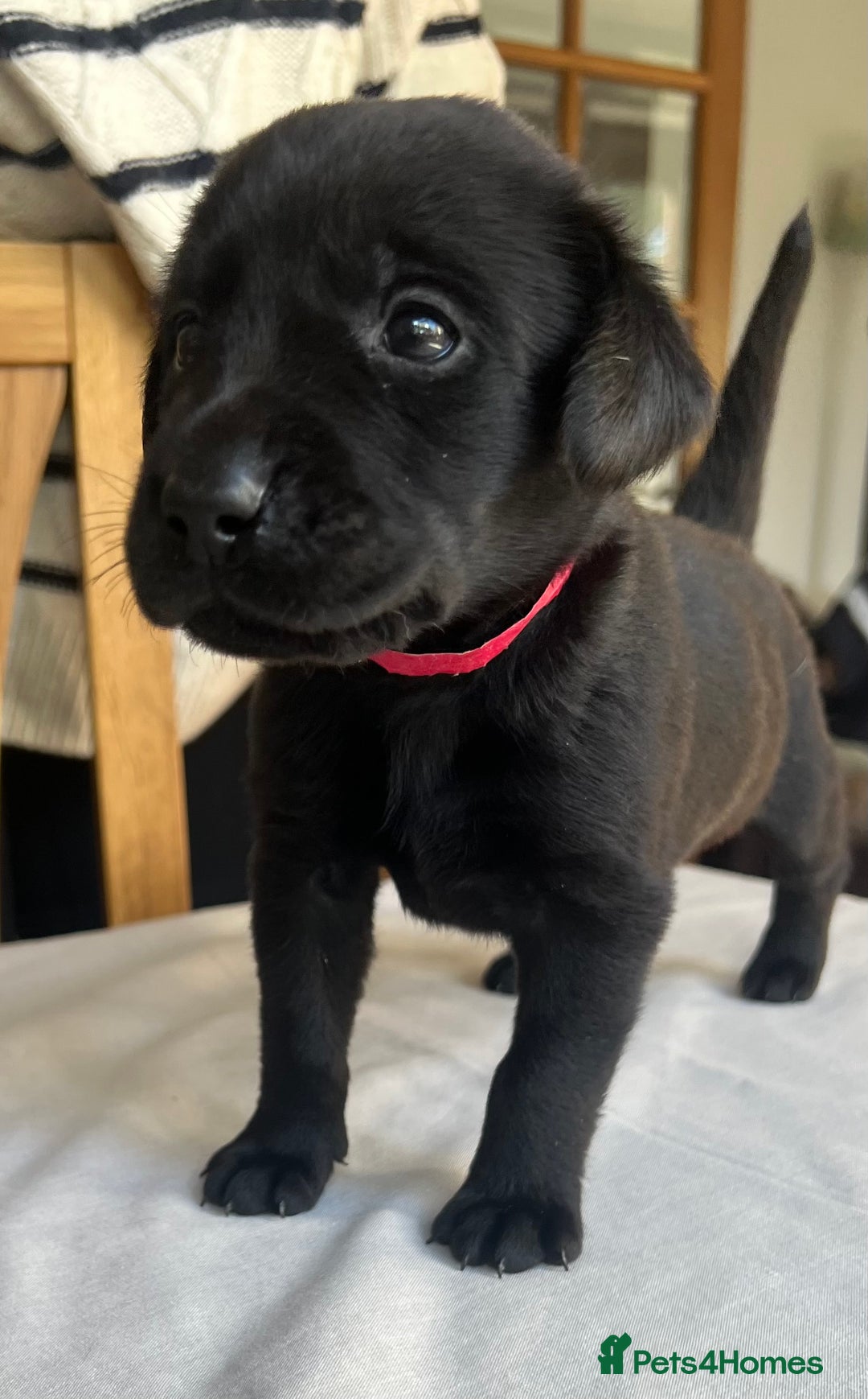 Labrador Retriever dogs for sale: Working/Active Pet - Image 13