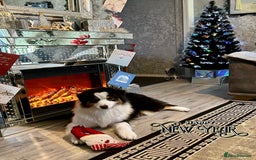 Australian Shepherd dogs for sale: Black Tri Australian Shepherd Female - Advert 3