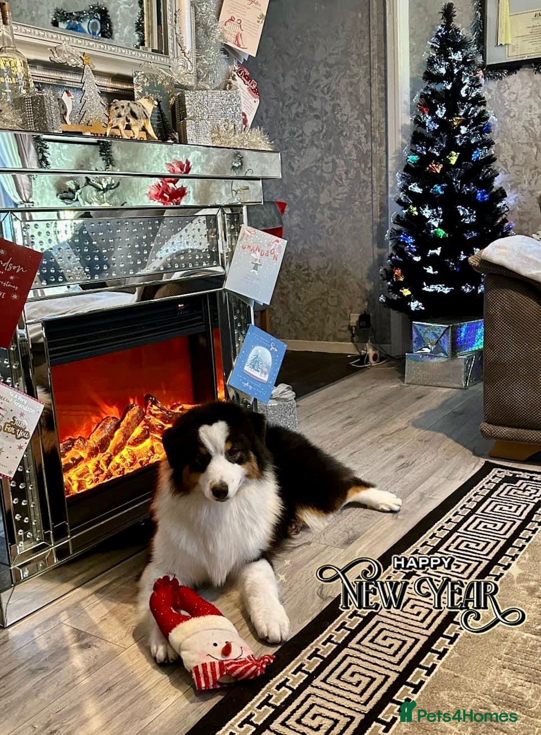 Australian Shepherd dogs for sale: Black Tri Australian Shepherd Female - Advert 3