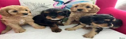 Cavapoo dogs for sale: Adorable Cavapoo puppies - Advert 5