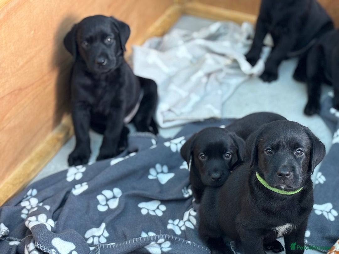 Labrador Retriever dogs for sale: Beautiful Pedigree Black Lab Puppies - Image 21