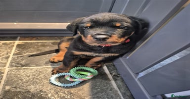 Rottweiler dogs in Great Yarmouth - Advert 12